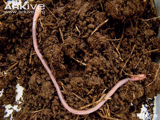 Hang ổ của loài giun đất này thường nằm sâu dưới mặt đất từ 1 đến 1,5m.