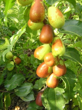 Táo: Có tác dụng an thần, ích trí bổ não, tăng cảm giác thèm ăn, nâng cao sức đề kháng. Ngoài ra, táo còn có thể phòng và điều trị bệnh huyết áp cao, loãng xưỡng và thiếu máu. Vì vậy, đây là thực phẩm bổ dưỡng đặc biệt tốt trong thời tiết giao mùa cho người già và trẻ nhỏ. Hơn nữa, do táo có chứa một số lượng lớn các chất chống dị ứng như cyclic adenosine monophosphate nên nó có thể ngăn chặn sự xuất hiện các triệu chứng của bệnh dị ứng.