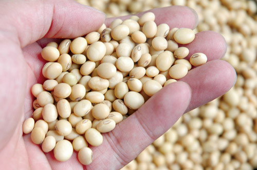 Các loại hạt của cây họ đậu: Các hạt vừng nhỏ có thể gây ra các phản ứng dị ứng. Hạt của các cây họ đậu như đậu lăng, đậu Hà Lan, đậu tương và các loại đậu khác cũng có thể gây ra dị ứng.