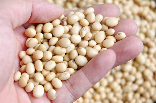 Các loại hạt của cây họ đậu: Các hạt vừng nhỏ có thể gây ra các phản ứng dị ứng. Hạt của các cây họ đậu như đậu lăng, đậu Hà Lan, đậu tương và các loại đậu khác cũng có thể gây ra dị ứng.