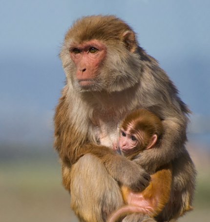 Khỉ nâu dường như có thể chung sống hòa đồng với con người bằng cách xin ăn, nhặt rác và… hái trộm hoa quả, chôm chỉa đồ trong các cửa hàng.