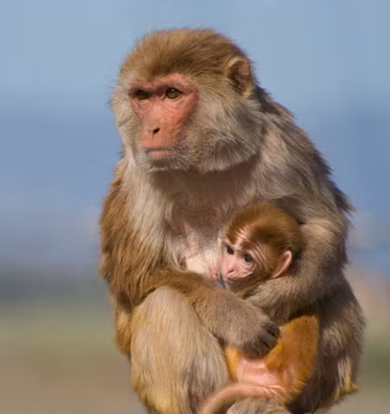 Khỉ nâu dường như có thể chung sống hòa đồng với con người bằng cách xin ăn, nhặt rác và… hái trộm hoa quả, chôm chỉa đồ trong các cửa hàng.