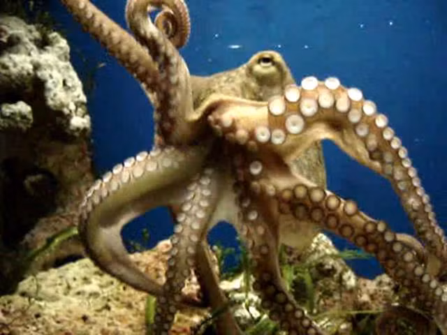 Bạch tuộc sở hữu bộ não phát triển nhất trong các loài sinh vật biển và sử dụng một phần trí thông minh này để “chôm” thức ăn của cua, cá trong lúc chúng đang ngủ.