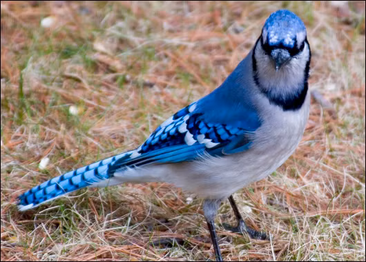 Giẻ cùi là chuyên gia trộm cắp thức ăn. Nếu bị quan sát trong lúc chôn giấu thực phẩm, chúng sẽ nhanh chóng quay lại và chuyển đi chỗ khác.