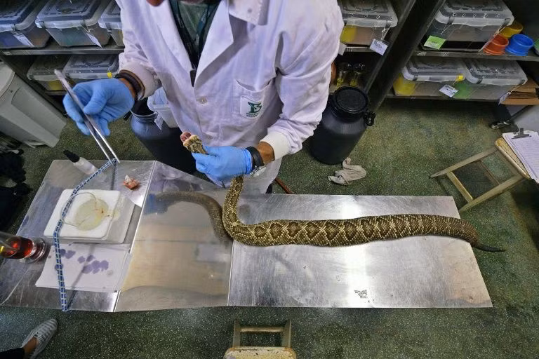 Theo số liệu chính thức, gần 29.000 người bị rắn cắn vào năm 2018 và hơn 100 người chết. Các bang có tỷ lệ rắn cắn cao nhất là ở lưu vực sông Amazon rộng lớn và hẻo lánh, nơi có thể mất hàng giờ để đến được bệnh viện có chất kháng nọc độc. Brazil cũng quyên góp một lượng nhỏ chất kháng nọc độc cho một số quốc gia ở Mỹ Latinh. Họ đang có kế hoạch bán huyết thanh cứu sinh ở nước ngoài để giúp giảm bớt tình trạng thiếu hụt toàn cầu, đặc biệt ở châu Phi.