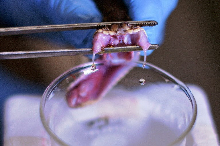 De Souza có vài phút để rút nọc độc một cách an toàn trước khi con rắn bắt đầu cựa quậy. Những con rắn được cho ăn chuột được nuôi tại viện nghiên cứu. Sau khi ép nọc, de Souza ghi lại trọng lượng và chiều dài của con rắn trước khi đặt nó trở lại vào thùng chứa. Chất kháng nọc độc được tạo ra bằng cách tiêm một lượng nhỏ chất độc vào ngựa được Butantan giữ trong trang trại để kích hoạt phản ứng miễn dịch tạo ra kháng thể chống độc tố tấn công.