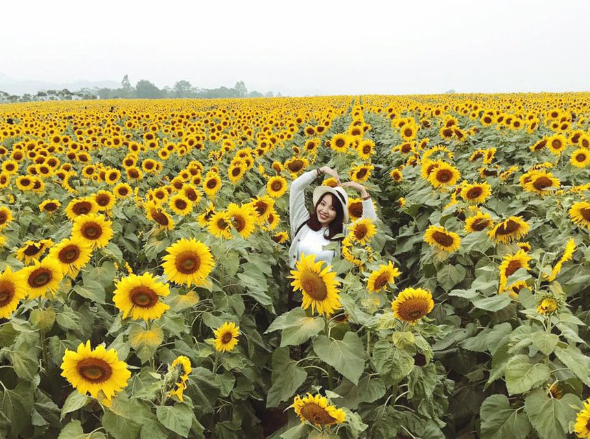 Cánh đồng hoa hướng dương rộng 100 ha nằm ở nông trường 19/5, xã Nghĩa Sơn, huyện Nghĩa Đàn được ghi nhận là cánh đồng hoa hướng dương lớn nhất Việt Nam. Đây là địa điểm du lịch rất nổi tiếng ở Nghệ An thời gian gần đây, đến mỗi mùa hoa nở lại đón lượng lớn du khách đến tham quan và chụp ảnh. Một số nghệ sĩ cũng chọn làm nơi quay các MV ca nhạc, thực hiện các bộ ảnh thời trang. Ảnh: Trương Diệu Thơm.
