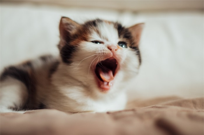 Tại sao ngáp dễ lây ở tất cả các loại động vật ảnh 2