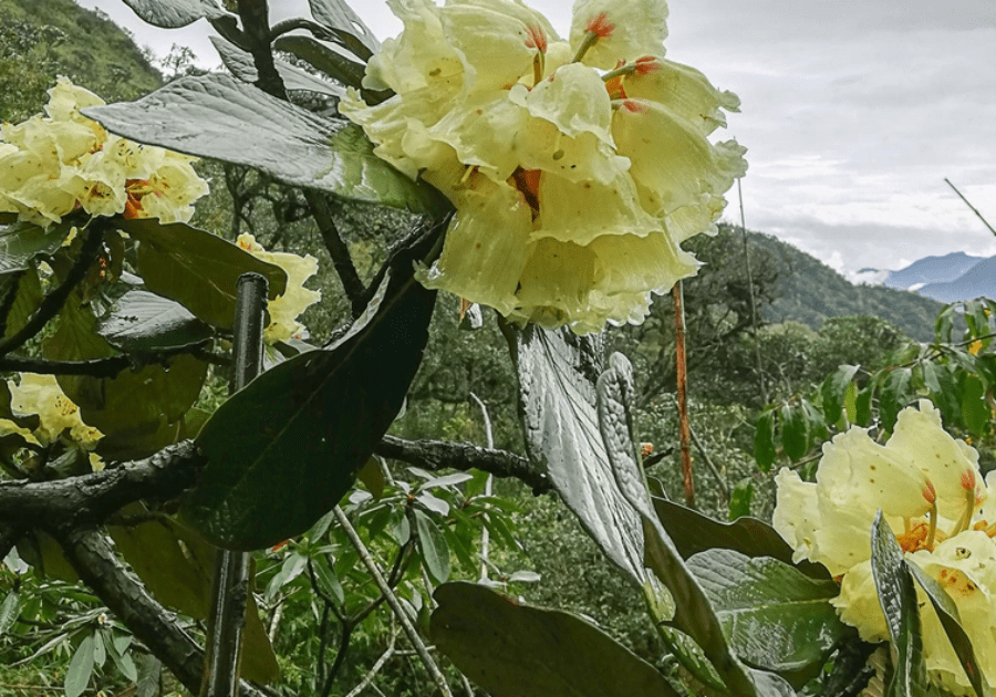 Chiem nguong danh moc co thu dac biet quy hiem o Vuon quoc gia Hoang Lien