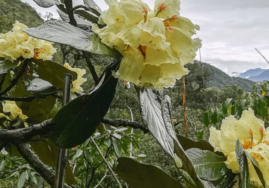 Chiem nguong danh moc co thu dac biet quy hiem o Vuon quoc gia Hoang Lien