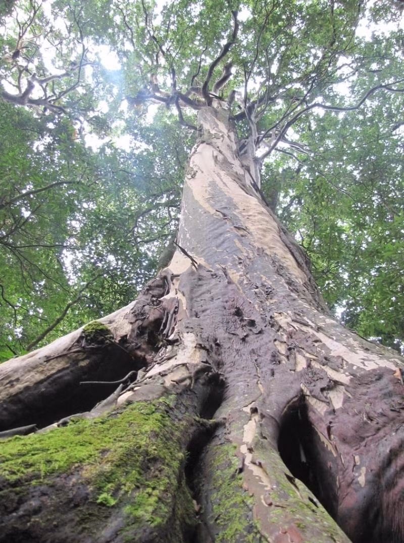 Chiem nguong danh moc co thu dac biet quy hiem o Vuon quoc gia Hoang Lien-Hinh-7