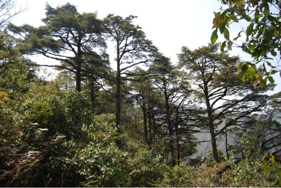 Chiem nguong danh moc co thu dac biet quy hiem o Vuon quoc gia Hoang Lien-Hinh-2