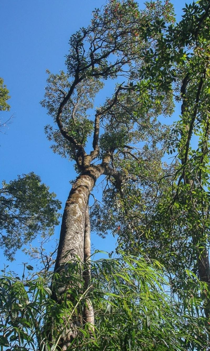 Chiem nguong danh moc co thu dac biet quy hiem o Vuon quoc gia Hoang Lien-Hinh-5