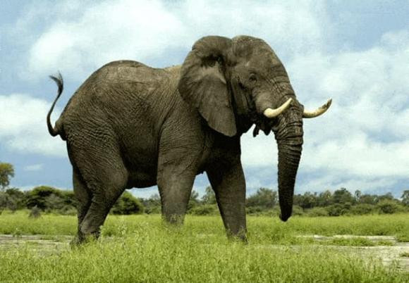 10 loai dong vat nguy hiem nhat doi voi con nguoi-Hinh-8