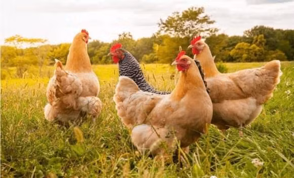 Ga song duoc bao lau? Dieu gi se xay ra neu ban khong an thit no?-Hinh-2