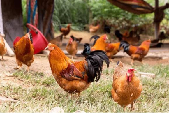 Ga song duoc bao lau? Dieu gi se xay ra neu ban khong an thit no?