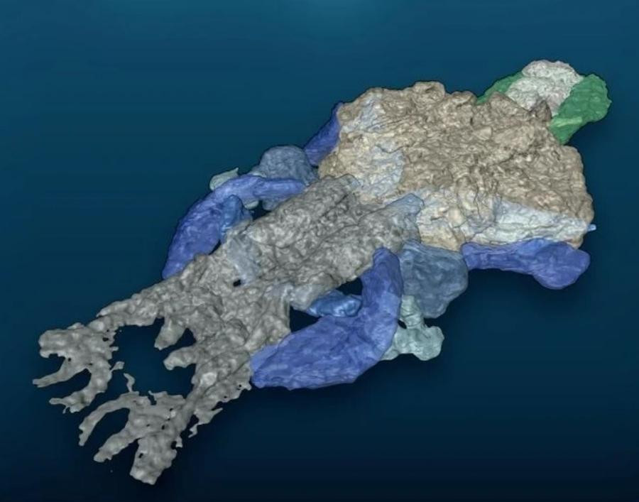 Sinh vật giống cá này có thể là tổ tiên cổ đại của con người - Hình 2 Sinh vat giong ca nay co the la to tien co dai cua con nguoi-Hinh-2