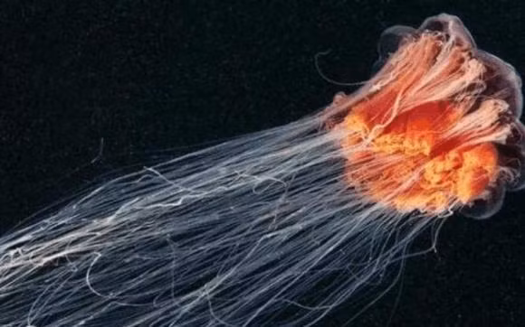 Sinh vat dai nhat the gioi khong phai la ran-Hinh-4