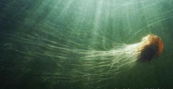 Sinh vat dai nhat the gioi khong phai la ran-Hinh-5