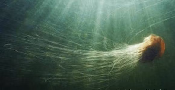 Sinh vat dai nhat the gioi khong phai la ran-Hinh-5