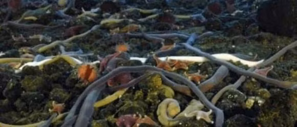 Sinh vat dai nhat the gioi khong phai la ran-Hinh-6