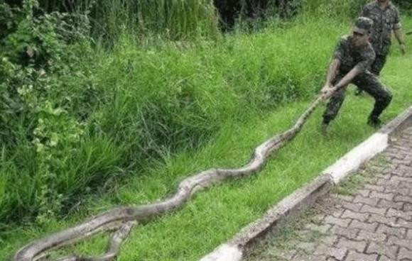 Sinh vat dai nhat the gioi khong phai la ran