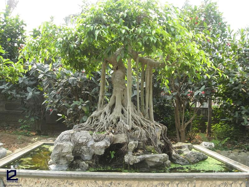 Sieu cay canh tram trieu mot thoi, nay ban rao ve duong gia re-Hinh-2