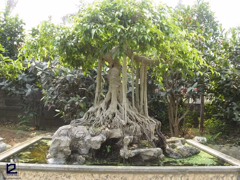 Sieu cay canh tram trieu mot thoi, nay ban rao ve duong gia re-Hinh-2