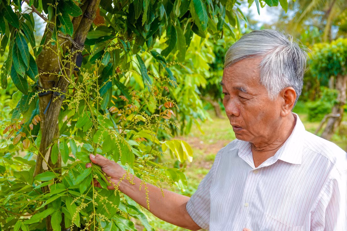 Lao nong so huu hai giong nhan la sieu trai, ban 1,5 trieu dong/nhanh-Hinh-2