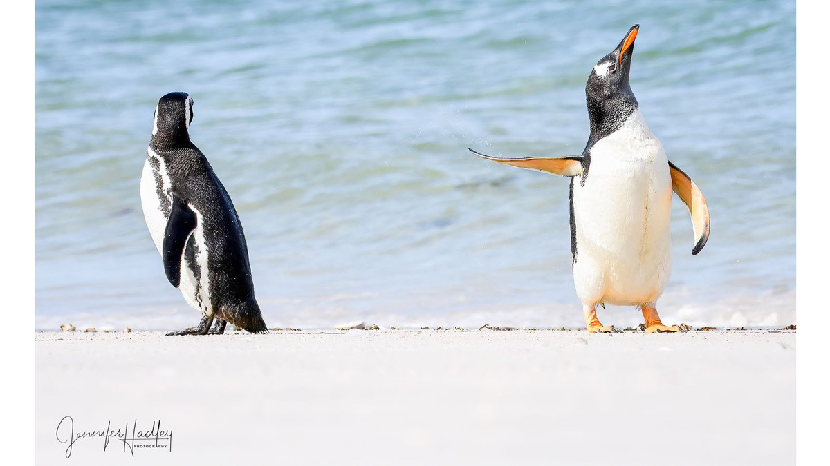 Nhung khoanh khac hai huoc cua dong vat hoang da-Hinh-3