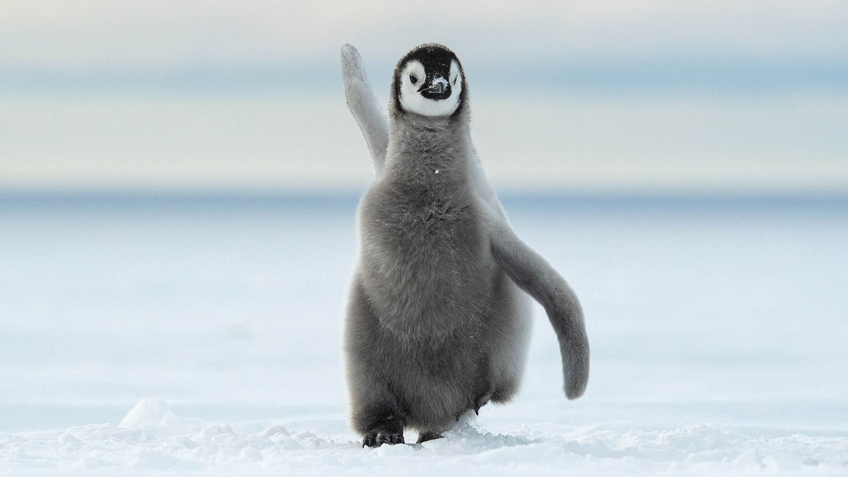 Nhung khoanh khac hai huoc cua dong vat hoang da-Hinh-14