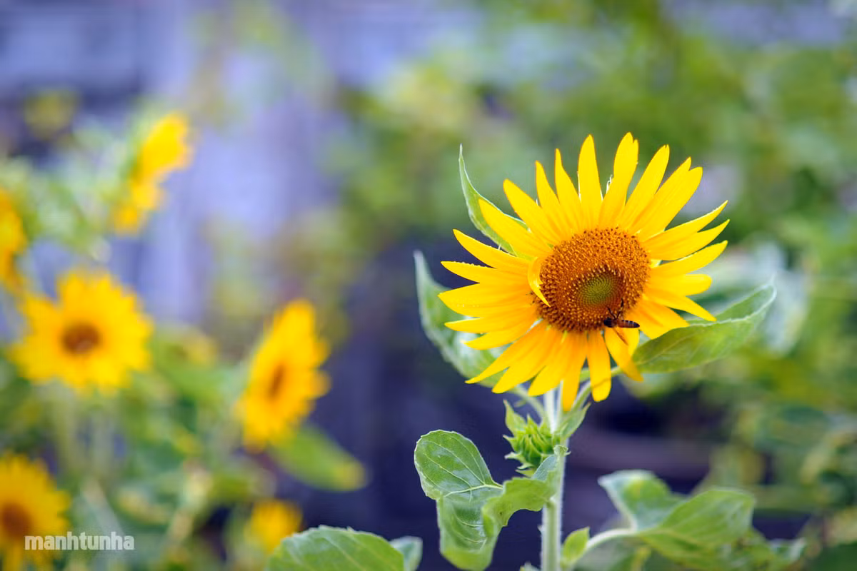 Khi trưởng thành, họ là người con có hiếu, yêu thương, có trách nhiệm với gia đình. Họ thành công trong công việc, báo hiếu cha mẹ, sống cuộc sống hạnh phúc, đủ đầy, không phải lo nghĩ về điều gì. *Thông tin trong bài chỉ mang tính chiêm nghiệm, tham khảo