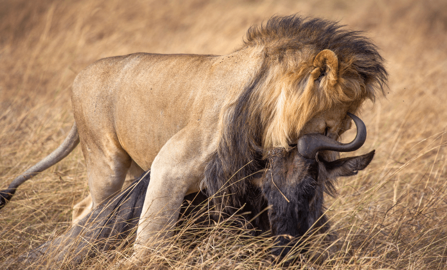Vi sao dong vat hoang da khong an muoi ma van song binh thuong?-Hinh-2