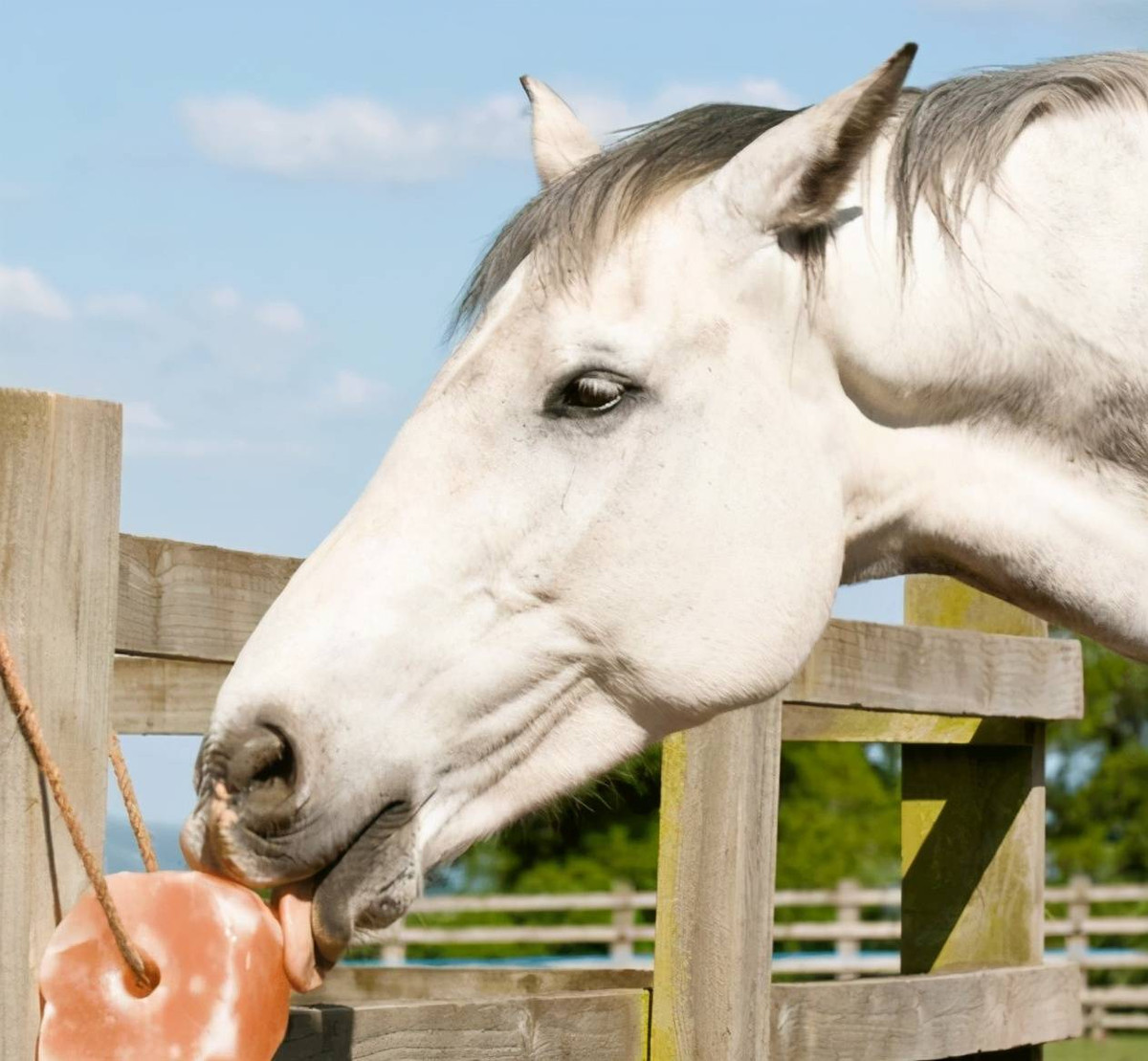 Vi sao dong vat hoang da khong an muoi ma van song binh thuong?-Hinh-4