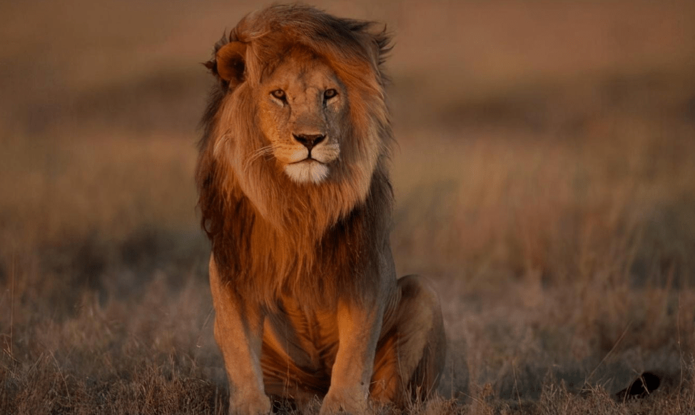 Vi sao dong vat hoang da khong an muoi ma van song binh thuong?