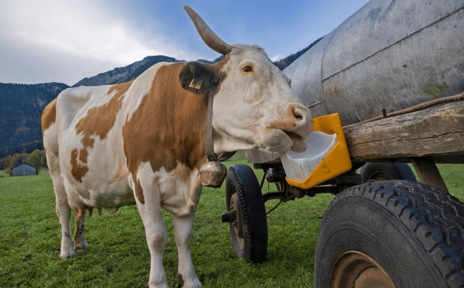 Vi sao dong vat hoang da khong an muoi ma van song binh thuong?-Hinh-5