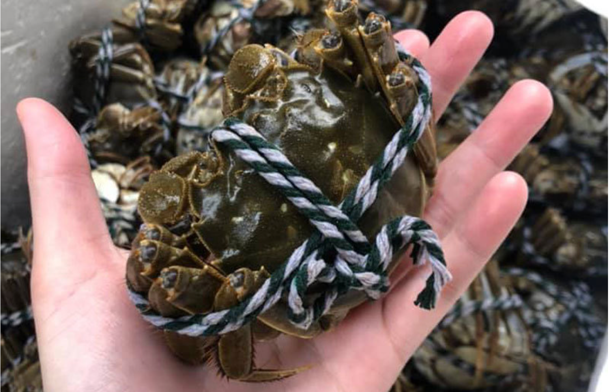 Cua cai 170gram gia hon 800 nghin dong, dan giau van tranh nhau mua-Hinh-3