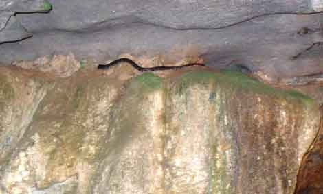 Một con "trăn tu" xuất hiện trên vách núi Thành Nam. Một con "trăn tu" xuất hiện trên vách núi Thành Nam.