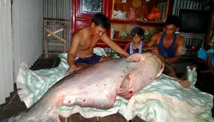 Cá tra dầu là một loài cá nước ngọt sống trong vùng hạ lưu sông Mê Kông. Với chiều dài cho đến 3 mét và trọng lượng có thể đến 300 kg cá tra dầu có thể xem là loài cá nước ngọt lớn nhất thế giới được biết đến. Ảnh người dân Đồng Tháp bắt được cá tra dầu nặng 135kg, bán với giá 50 triệu đồng (Ảnh: TP).