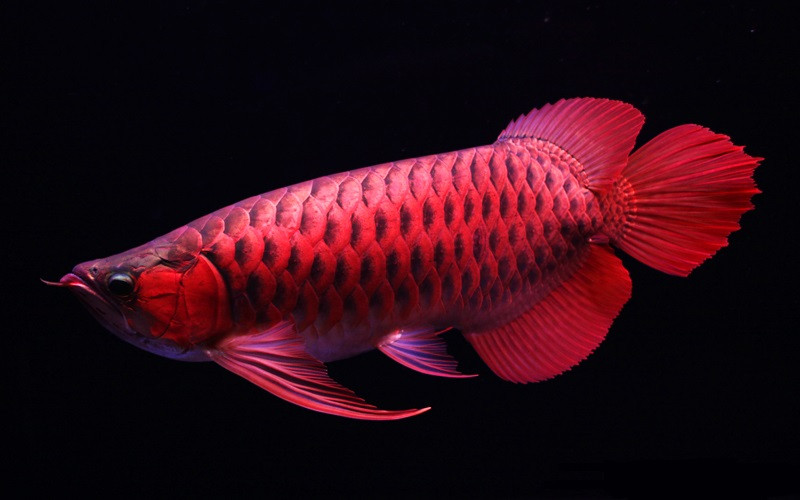 Cá huyết rồng còn sống, bán rất được giá hơn cả.