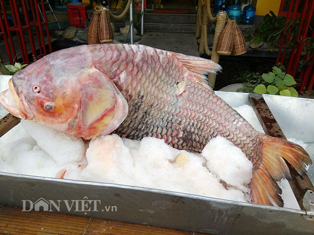 Nghề đi săn cá “khủng” trên sông nước miền Tây cũng vì thế xuất hiện vì giá trị kinh tế mà các loài cá bắt được mang lại. Ngư dân thường đi săn cá hô vào lúc nửa đêm, nếu may mắn, có người từng kiếm được tiền tỷ khi bắt được 2-3 con cá hô “khủng”. Tuy nhiên, nghề săn cá cũng nguy hiểm, vất vả và không phải ai cũng làm được.