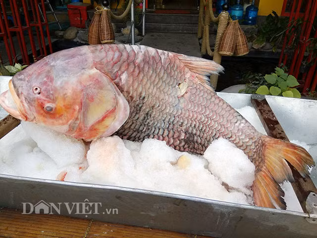 Nghề đi săn cá “khủng” trên sông nước miền Tây cũng vì thế xuất hiện vì giá trị kinh tế mà các loài cá bắt được mang lại. Ngư dân thường đi săn cá hô vào lúc nửa đêm, nếu may mắn, có người từng kiếm được tiền tỷ khi bắt được 2-3 con cá hô “khủng”. Tuy nhiên, nghề săn cá cũng nguy hiểm, vất vả và không phải ai cũng làm được.