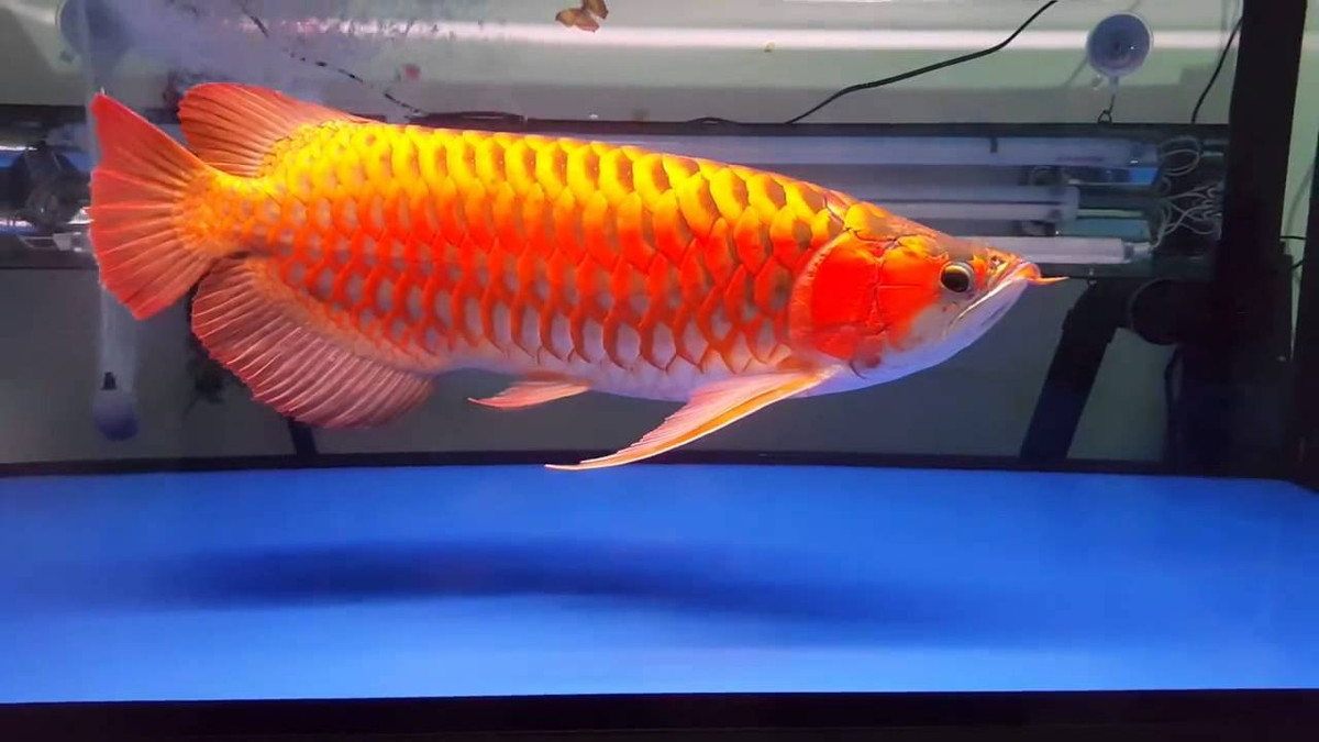 Loài cá này có thể sống đến 100 năm. Mặc dù cho rằng thịt cá huyết rồng thịt rất ngon, nhưng do bán được giá (khoảng 1,5 triệu đồng/kg) nên hầu như người bắt được mang cá đi bán, người mua nuôi cá làm cảnh.