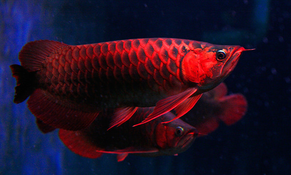 Thi thoảng ngư dân thả lưới dính được cá huyết rồng nặng đến hơn nửa tạ, từ vùng Biển Hồ (Campuchia) theo dòng nước về An Giang, Đồng Tháp. Cá huyết rồng không chỉ đẹp mà còn là loài cá có giá trị khủng nhất châu Á. Ở nhiều quốc gia, cá huyết rồng tượng trưng cho sự may mắn, tài lộc, do đó, giá của chúng khá đắt, khách trả hàng ngàn đôla để có được con cá huyết rồng ưng ý. Ảnh minh họa