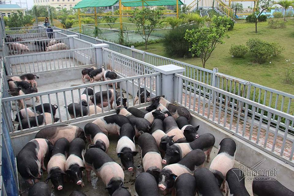 Chua tung thay: Lon sang chanh nghe nhac, boi nhu ca