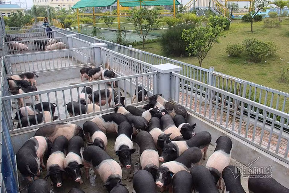 Chua tung thay: Lon sang chanh nghe nhac, boi nhu ca