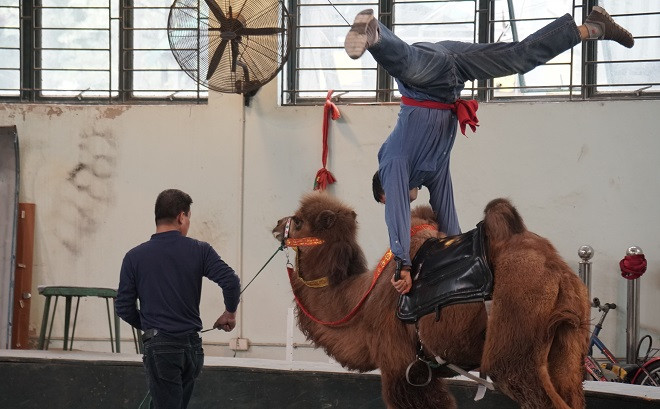 Dự kiến, cuối năm 2019, tiết mục xiếc lạc đà sẽ lần đầu xuất hiện trên sân khấu xiếc Việt Nam.