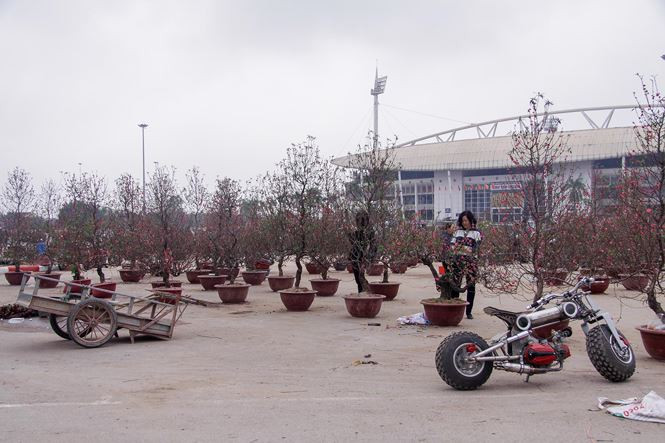 Thời tết ấm nóng về ban ngày khiến đào bung nở khi mà Tết chưa đến khiến đào rớt giá.