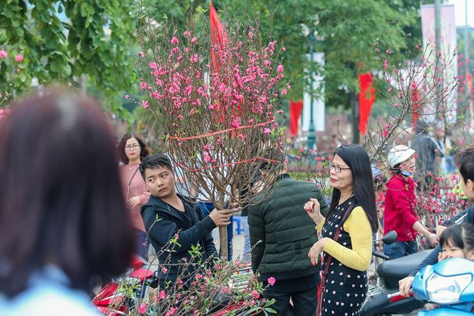 Rất khó để chọn những cành đào ít hoa nhiều nụ. Nở sớm khiến đào rớt giá thê thảm. Chỉ từ 100.000đ - 500.000đ/cành tùy kích thước to nhỏ.