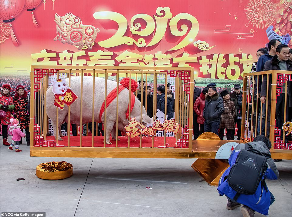 "Vua lợn" không bị giết thịt mà được nuôi đến khi chết.